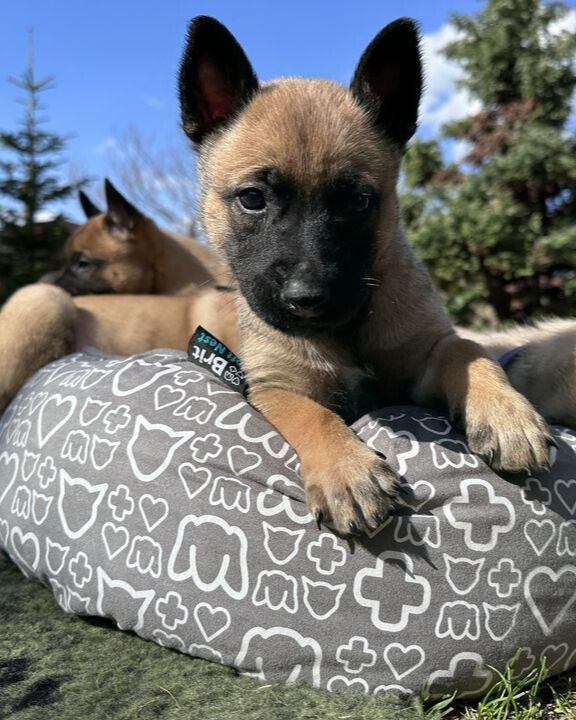 Czy mleko dla szczeniaka można podawać w okresie przejściowym?