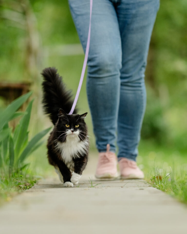 Jak zmieniają się potrzeby żywieniowe kota i kiedy warto zmienić karmę?